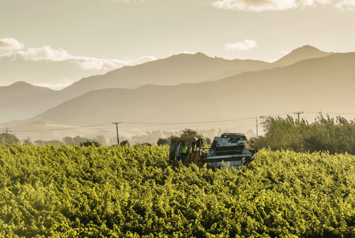 THE 'NEAR DROUGHT' HARVEST OF 2019