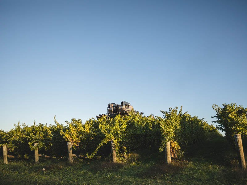 10 THINGS YOU NEED TO KNOW ABOUT VINTAGE 2022 - Jules Taylor Wines