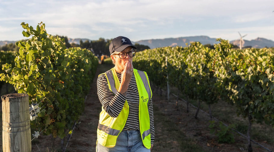 Marlborough 2025 Harvest