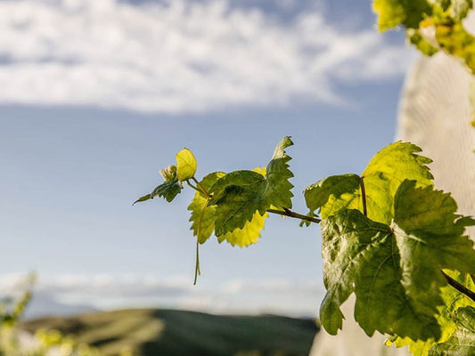 7 sustainability successes - Jules Taylor Wines