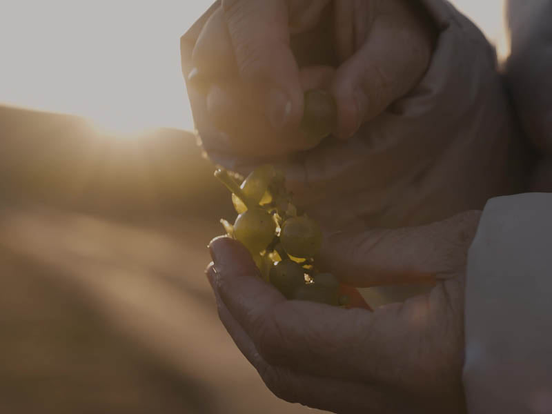 Jules' 25th vintage release