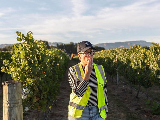 Marlborough 2025 Harvest - Jules Taylor Wines