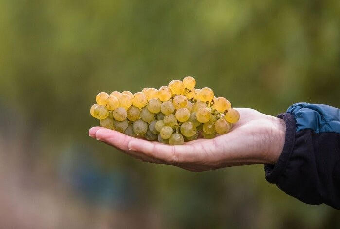 VINTAGE 2020 - THE TOUGHEST VINTAGE EVER DESPITE THE BEST EVER GRAPES? - Jules Taylor Wines