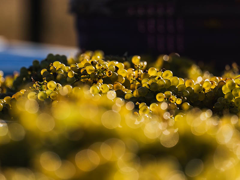 VINEYARDS