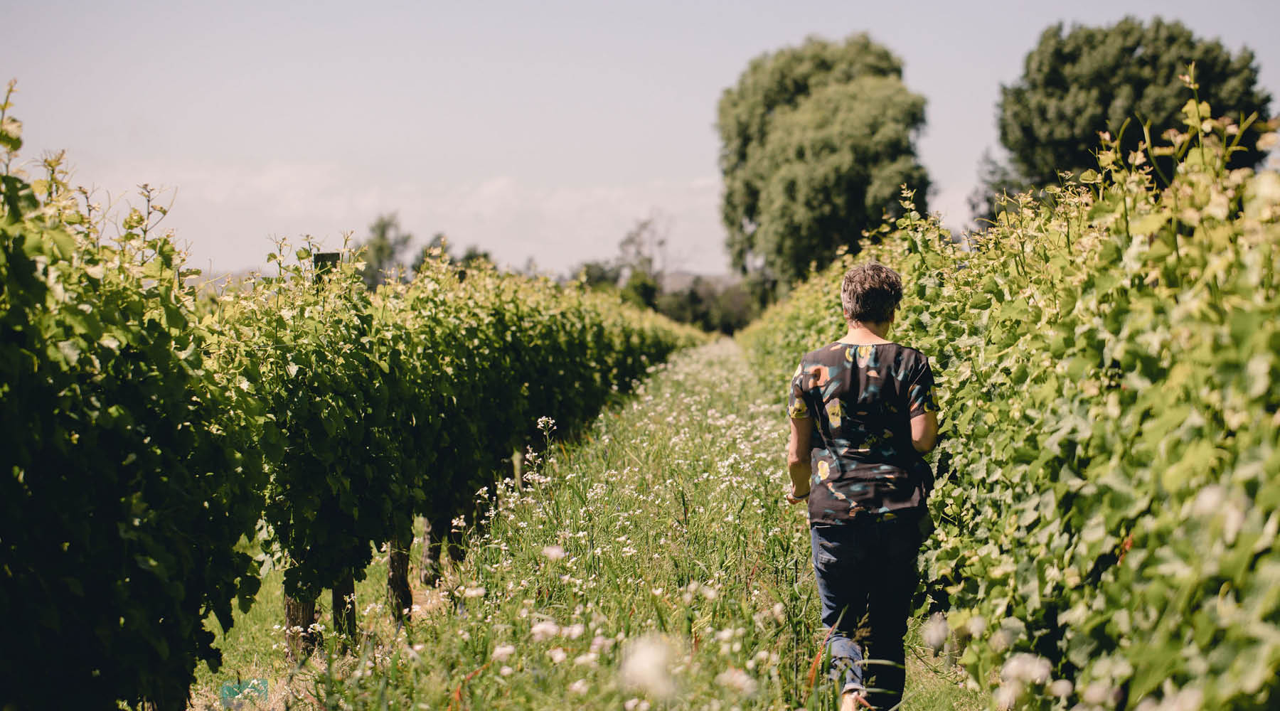 CULTIVATED IN NEW ZEALAND