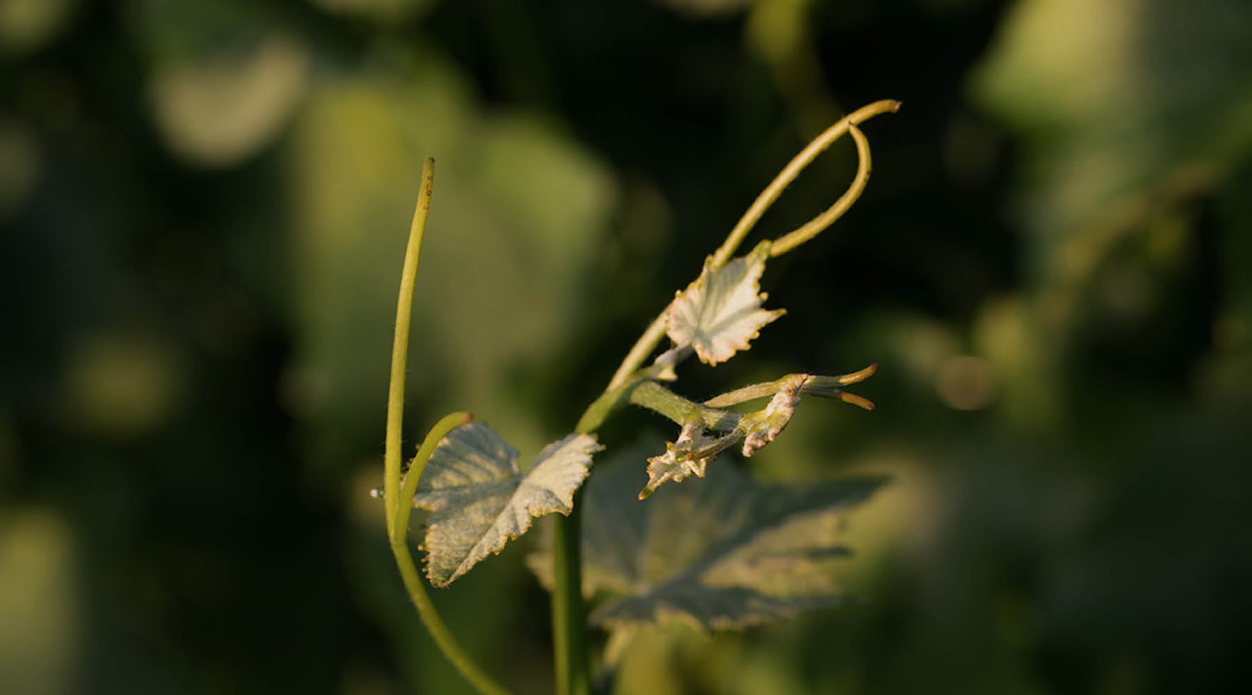 SUSTAINABILITY IN THE VINEYARD