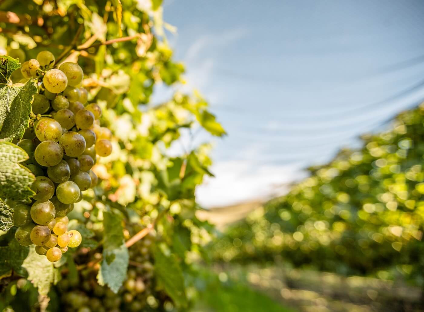 VINEYARDS