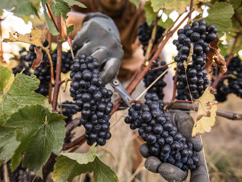 WINEMAKING