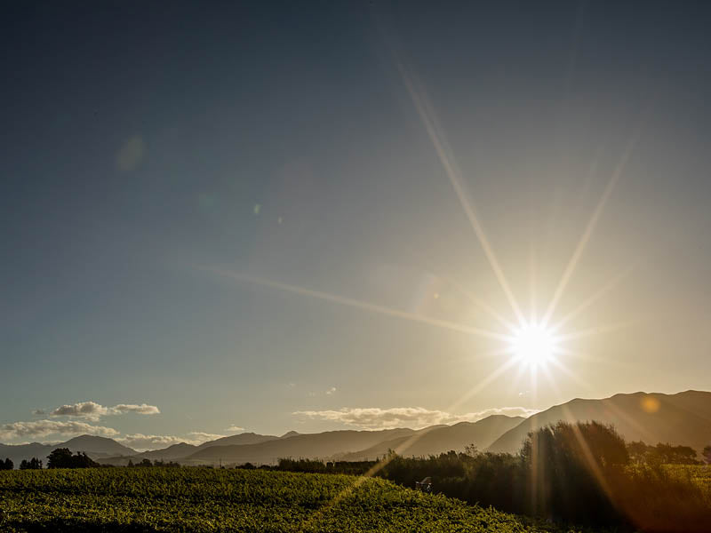 VINEYARDS