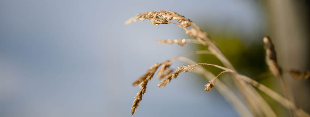 Sustainability header 2.jpg__PID:325b4b56-a021-40f3-bc7a-6cc3c8647e8a