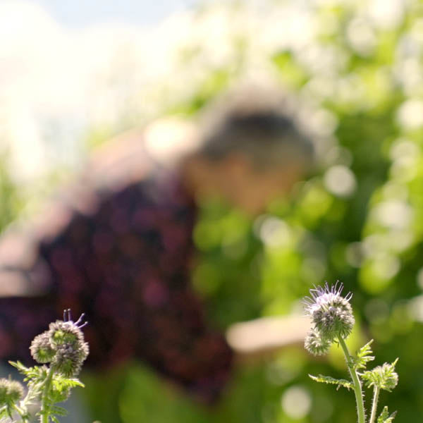 Jules Taylor Wines Sustainability - Jules in the vineyard, amongst wild flowers