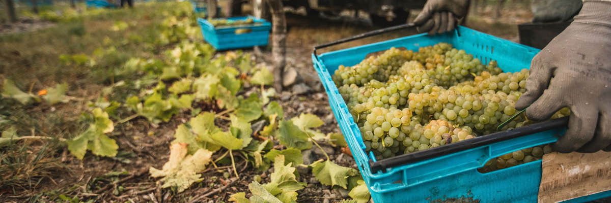 Vintage 2025 Header.jpg__PID:35e8fb90-dd48-411e-8057-952e8ad1217d