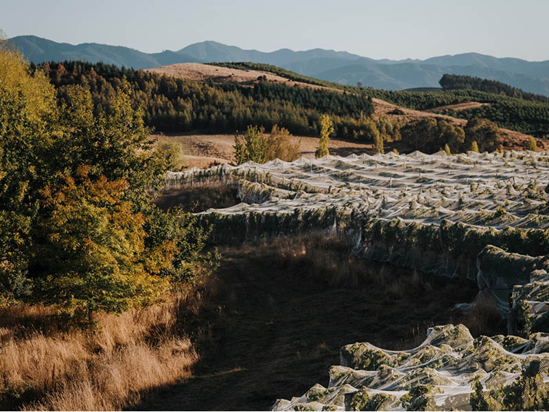 VINEYARDS