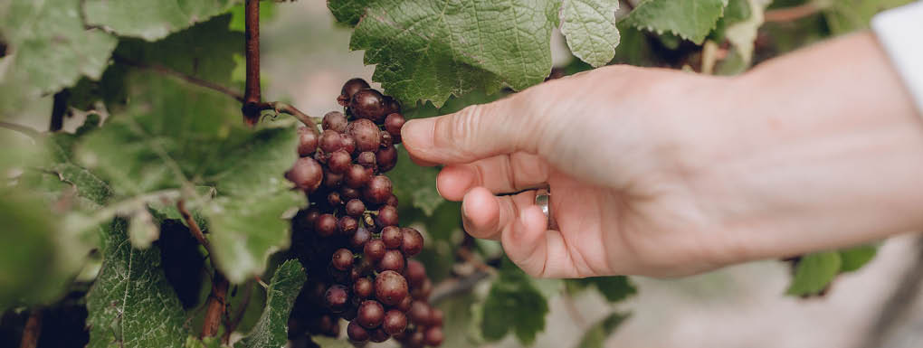 harvest4.jpg__PID:1d56ba1b-911b-4415-aa00-f2fa7f5be39d