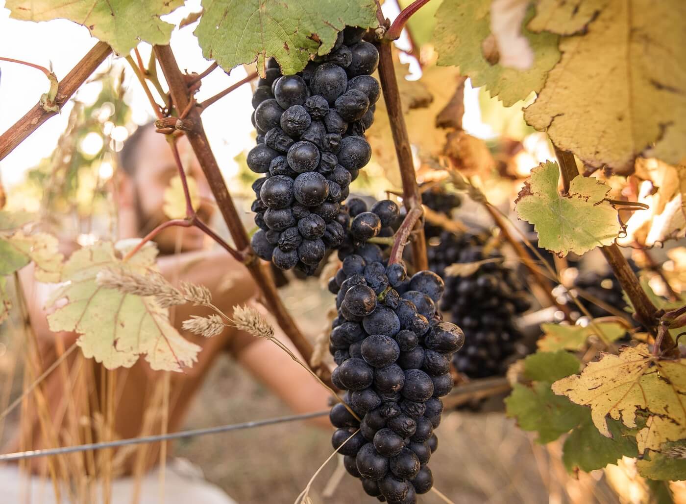 HARVEST & WINEMAKING